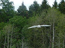 Barn owl in flight