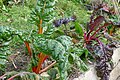 Swiss chard (beta vulgaris subsp. vulgaris)