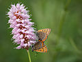 Blauwe vuurvlinders (Lycaena helle) op een adderwortel (Persicaria bistorta).