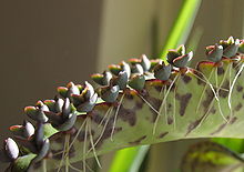 Kalanchoe daigremontiana produces plantlets along the margins of its leaves. When they are mature enough, they drop off and root in any suitable soil beneath. Bryophyllum daigremontianum nahaufnahme1.jpg