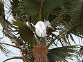 Kuhreiher Cattle Egret