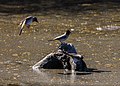 Group of African red-eyed bulbuls in Khama Rhino Sanctuary, Botswana