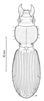 Mecodema curvidens