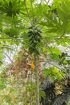 Un papayér du curtil botanico de Liyon. (veré dèfenicion 2 285 × 3 428*)