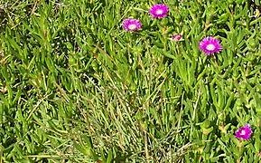 Carpobrotus deliciosus