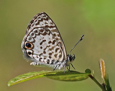 Leptotes cassius, by Charlesjsharp