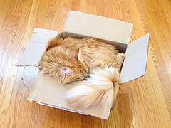 Gato durmiendo en una caja de solapas