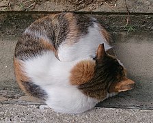 Calico et tabby.