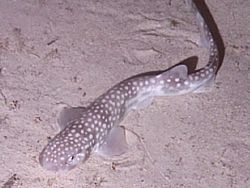 Catshark oedv.jpg