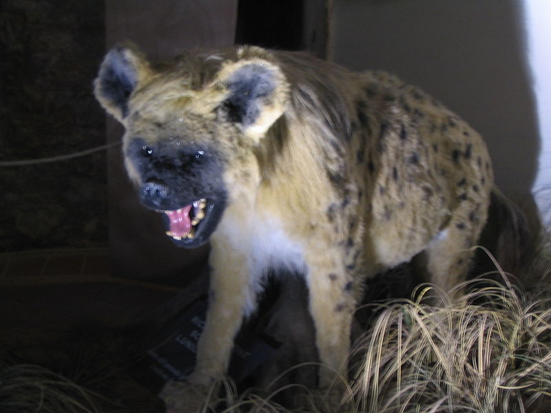 http://upload.wikimedia.org/wikipedia/commons/thumb/3/36/Cave_hyena.JPG/800px-Cave_hyena.JPG