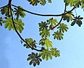 Folhas de Cecropia peltata, uma das espécies alimento das lagartas.