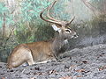 Eld's Deer (Cervus eldii)