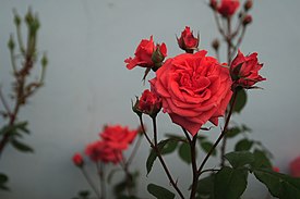 Chinese Rose.JPG