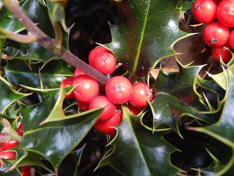 Lêer:Christmas Holly at Kew.jpg