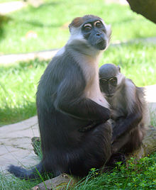 Collared mangabey, mother and child.jpg