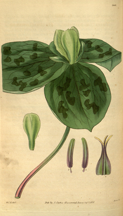 Curtis's Botanical Magazine, Plate 3097 (Volume 58, 1831). 
 png