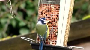 File:Cyanistes caeruleus -garden bird feeder-8.ogv