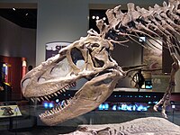 Kran ela Daspletosaurus, in el Field Museum di Chicago.