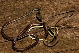 Dendrelaphis bifrenalis