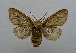 Diaphora sordida