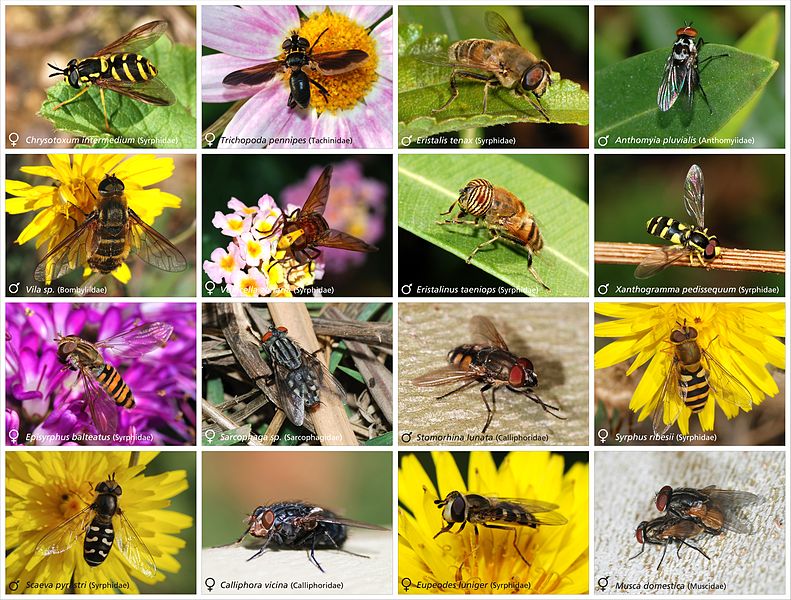 File:Diptera1.jpg