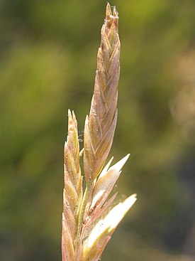 Distichlis spicata