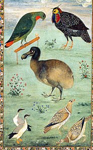 Dodo parmi d'autres animaux merveilleux[7]. Miniature moghole d'Ustad Mansur, vers 1624. Saint-Pétersbourg, Institut d'études orientales.