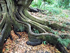 Elaeocarpus decipiens (radici)