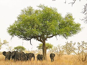 Elephants around an acacia (?) tree in Waza Pa...