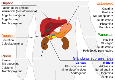 Endocrine Alimentary system es.svg