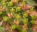 Blütenstände der Euphorbia stellata in so genannten einfachen Zymen. Die zentralen Cyathien sind im männlichen, die seitlichen Cyathien im weiblichen Stadium.