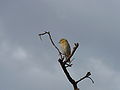 Feuerwida Northern Red Bishop, Female or non-breeding male