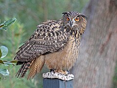 Eurasian eagle-owl