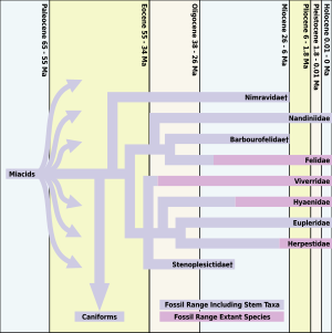 Feliform evolutionary timeline Feliform Timeline.svg