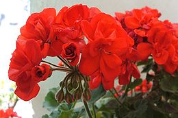 Juostuotoji pelargonija (Pelargonium zonale)