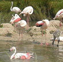 Flamingo Foto: Adrian Pingstone