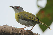 Gulbrystapalis, Apalis flavida Foto: Steve Garvie