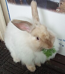 angora