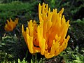 Klebriger Hörnling (Calocera viscosa)