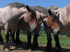 Brabantse trekpaarden in Galmaarden Johan Allard