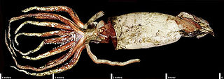 (?/?/1999) Giant squid caught in early 1999 and dissected on 20–21 February of that year at the National Institute of Water and Atmospheric Research, Wellington, New Zealand, during "In Search of Giant Squid", the third and last of the Smithsonian-backed giant squid expeditions