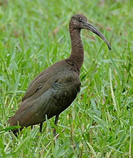 Batla (Plegadis falcinellus)