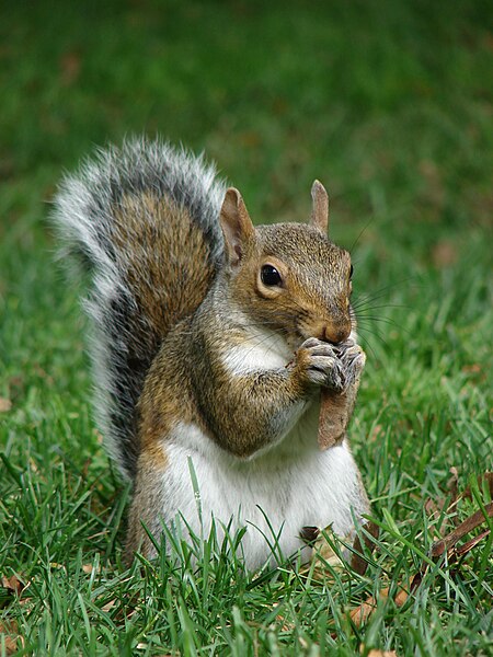 File:Gray squirrel (Sciurus carolinensis) in Boston Public Garden September 2010.jpg