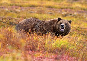 Grizzly bear in autumn in Denali National Park.