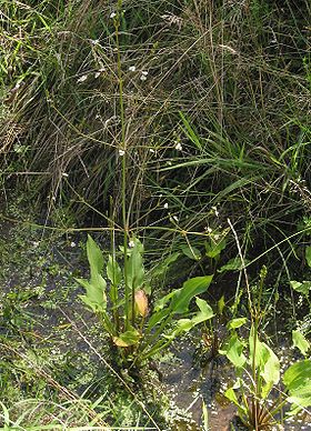 Vejbred-Skeblad (Alisma plantago-aquatica)Foto: Rasbak.