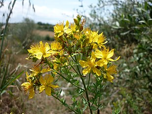 A Torà (Segarra - Catalunya)