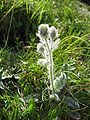 Hieracium villosum