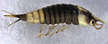 Larva de Hyphydrus elegans de Nueva Zelanda
