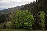 3 Bergahorne (Acer pseudoplatanus)