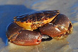 Stone crab